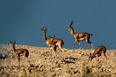 بالأرقام.. “البيئة” تُحدد المقابل المالي لدخول المحميات والمتنزهات وصيد واقتناء الحيوانات والاحتطاب