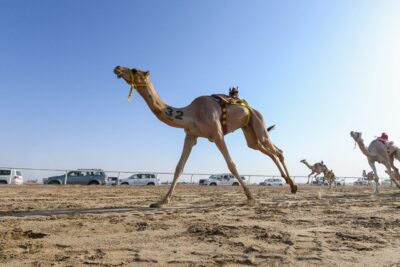 المطرية جمايل تحقق أفضل توقيت في ثاني أيام مهرجان ولي العهـد للهجـن في نسخته الثـالثة