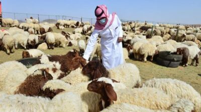 “البيئة” تحذّر من استخدام القمح المحلي والدقيق كمدخل علفي لتغذية المواشي