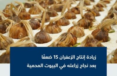 البيئة تُعلن عن مضاعفة إنتاج الزعفران بعد نجاح زراعته بالبيوت المحمية بالمملكة