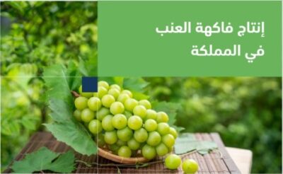 “البيئة”: المملكة تنتج 101 ألف طن من العنب سنويًّا