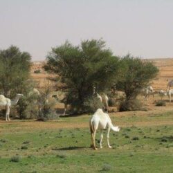 فوائد صحية لا تخطر على البال عند تناول اللفت