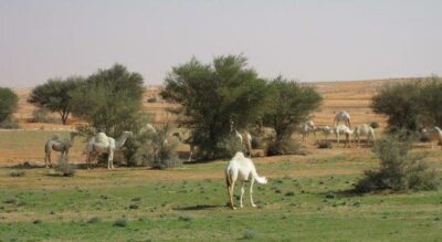 “البيئة”: تحديد الحمولة الرعوية يسهم في استدامة الغطاء النباتي