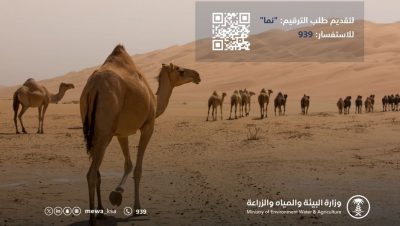 “البيئة”: الأنظمة لا تسمح بتداول بيع أو شراء أو نقل ملكية الإبل غير المرقمة