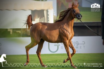 بمشاركة 296 رأساً .. انطلاق العرض الدولي السادس لجمال الخيل العربية الأصيلة