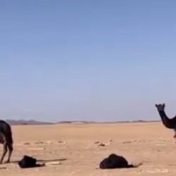 يدفن الفتيات في الصحراء.. القبض على “سفاح التجمع” بمصر