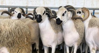 “البيئة”: 100 ألف رأس من الماشية في أسواق الرياض خلال الأسبوع الأول من ذي الحجة