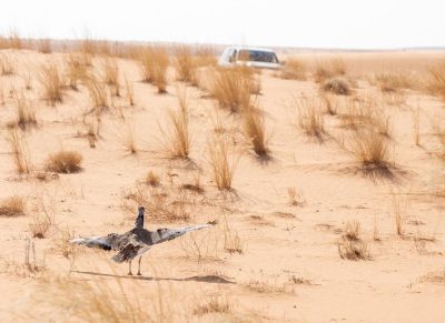 محمية الإمام تركي بن عبدالله الملكية تعيد توطين الحيوانات والطيور