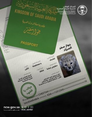السعودية: ولادة 4 أشبال لـ «الفهد المنقرض» منذ٤٠ عاماً