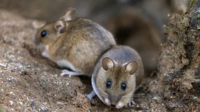 قتل 4 أشخاص في أمريكا.. مرض خطير ينتشر بين الفئران ويؤدي لوفاة البشر!