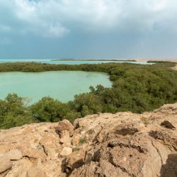 لضبط وتنظيم تداول.. “النخيل والتمور” يطلق نظام الأسواق الموسمية بالتعاون مع “البيئة”