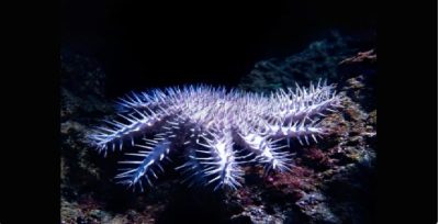 “الحياة الفطرية” يطلق خطة شاملة لتقييم تفشي نجم البحر ذي التاج الشوكي
