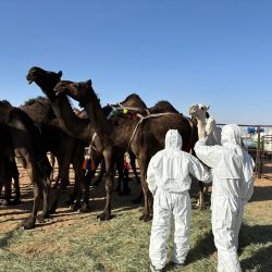 بدعم وإشراف من وزارة الرياضة برنامج المشي على جبل طويق 3 يُقام غداً في محافظة الزلفي