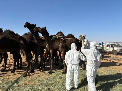 وقاء نجران” يشارك في مهرجان مزاد الإبل بأعمال الفحص والتقصي