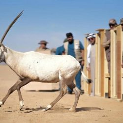 سمو محافظ حفرالباطن يستقبل مدير عام فرع وزارة الصحة بالشرقية