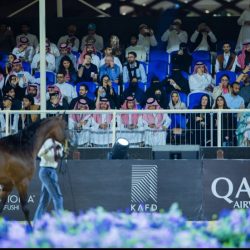 جولات الجياد العربية: جولة الرياض علامة فارقة في عالم عروض الخيل العربية الأصيلة